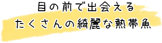 目の前で出会えるたくさんのきれいな熱帯魚