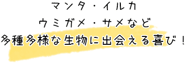 マンタ・イルカ・ウミガメ・サメなど多種多様な生物に出会える喜び！