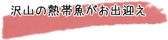 沢山の熱帯魚がお出迎え