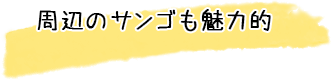 マンタ・イルカ・ウミガメ・サメなど多種多様な生物に出会える喜び！